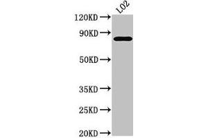 Western Blot Positive WB detected in: LO2 whole cell lysate All lanes: XRCC5 antibody at 3. (XRCC5 antibody  (AA 251-455))