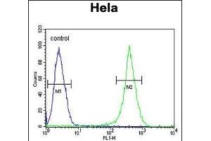 ASPSCR1 Antibody (C-term) (ABIN652768 and ABIN2842505) flow cytometric analysis of Hela cells (right histogram) compared to a negative control cell (left histogram). (ASPSCR1 antibody  (C-Term))