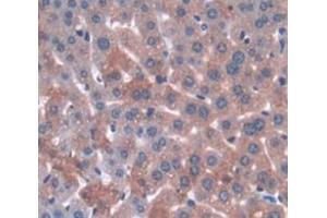 Figure. (Annexin A3 antibody  (AA 184-318))