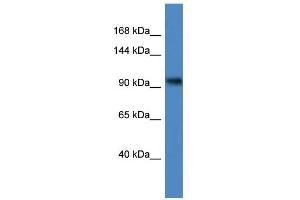 WB Suggested Anti-ZBTB4 Antibody Titration:  0.