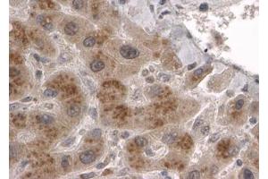 ABIN184946 (2µg/ml) staining of paraffin embedded Human Liver. (CLPP antibody  (C-Term))