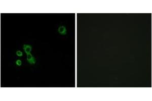 Immunofluorescence analysis of MCF7 cells, using TAS2R7 Antibody. (TAS2R7 antibody  (AA 47-96))