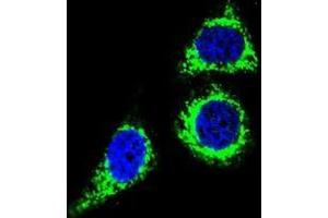 Confocal immunofluorescent analysis of BCL10 Antibody (N-term) (Cat#AP50354PU-N) with Hela cell followed by Alexa Fluor 488-conjugated goat anti-rabbit lgG (green).