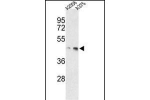 Western blot analysis of anti-MEK1 Antibody (/222) h in ,  cell line lysates (35 μg/lane). (MEK1 antibody  (AA 199-234))