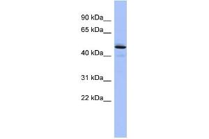 WB Suggested Anti-PCOLCE Antibody Titration: 0. (PCOLCE antibody  (Middle Region))
