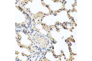 Immunohistochemistry of paraffin-embedded rat lung using PIP antibody (ABIN5973796) at dilution of 1/100 (40x lens). (PIP antibody)