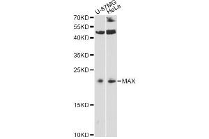 Western blot analysis of extracts of various cell lines, using MAX antibody. (MAX antibody)