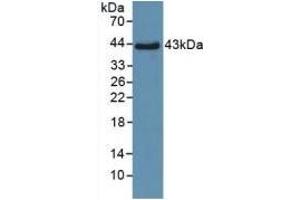 Detection of Recombinant SPD, Human using Polyclonal Antibody to Surfactant Associated Protein D (SPD) (SFTPD antibody  (AA 21-375))