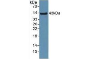 Detection of Recombinant SPD, Human using Polyclonal Antibody to Surfactant Associated Protein D (SPD) (SFTPD antibody  (AA 21-375))