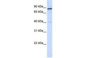 Image no. 1 for anti-Dynamin 1 (DNM1) (AA 756-805) antibody (ABIN6743593) (Dynamin 1 antibody  (AA 756-805))