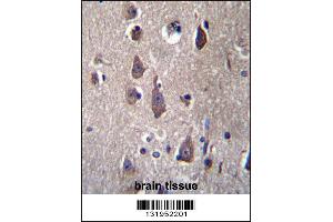 PCDHB12 Antibdy immunohistochemistry analysis in formalin fixed and paraffin embedded human brain tissue followed by peroxidase conjugation of the secondary antibody and DAB staining.