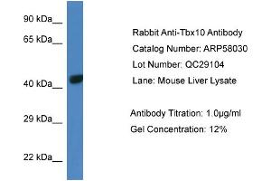 Western Blotting (WB) image for anti-T-Box 10 (TBX10) (Middle Region) antibody (ABIN785968) (T-Box 10 antibody  (Middle Region))