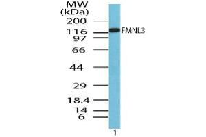 Formin-Like 3 anticorps  (AA 150-200)