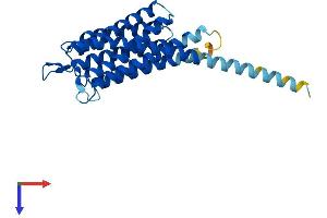 AlphaFold protein structure predicition of Human Recombinant TMEM45A Protein, UniprotID Q9NWC5 (TMEM45A Protein (AA 1-275) (His tag))