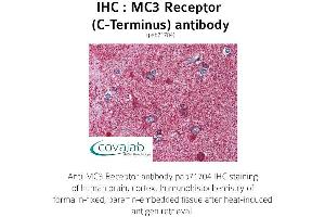 Image no. 1 for anti-Melanocortin 3 Receptor (MC3R) (C-Term) antibody (ABIN1736807)