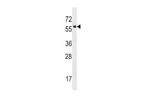 ACVR1 Antibody  (ABIN392240 and ABIN2841931) western blot analysis in  cell line lysates (35 μg/lane). (ACVR1 antibody  (AA 132-162))