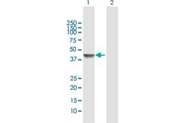 FRA10AC1 antibody  (AA 1-315)