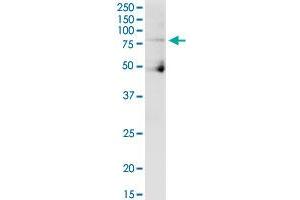 CUL4A MaxPab polyclonal antibody. (Cullin 4A antibody  (AA 1-759))