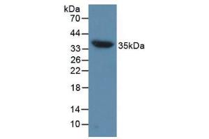 Western blot analysis of Mouse Heart Tissue. (Aquaporin 4 antibody  (AA 177-304))