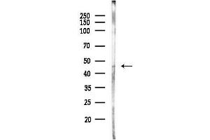 anti-Cation Channel, Sperm Associated 3 (CATSPER3) (Internal Region) antibody
