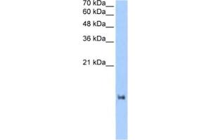 Western Blotting (WB) image for anti-LOC653186 (LOC653186) antibody (ABIN2463270) (LOC653186 antibody)