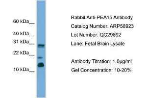 WB Suggested Anti-PEA15  Antibody Titration: 0. (PEA15 antibody  (C-Term))