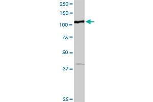 MTHFD1 MaxPab rabbit polyclonal antibody. (MTHFD1 antibody  (AA 1-935))
