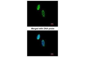 ICC/IF Image Immunofluorescence analysis of paraformaldehyde-fixed HeLa, using CKS-2, antibody at 1:500 dilution. (CKS2 antibody  (C-Term))