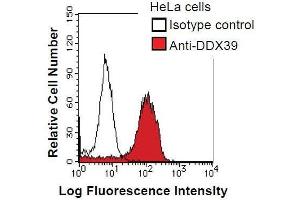 HeLa cells were fixed in 2% paraformaldehyde/PBS and then permeabilized in 90% methanol. (DDX39 antibody)