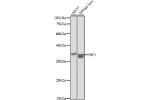 Western blot analysis of extracts of various cell lines, using FBP1 antibody (ABIN6130385, ABIN6140501, ABIN6140502 and ABIN6221054) at 1:1000 dilution. (FBP1 antibody  (AA 1-338))