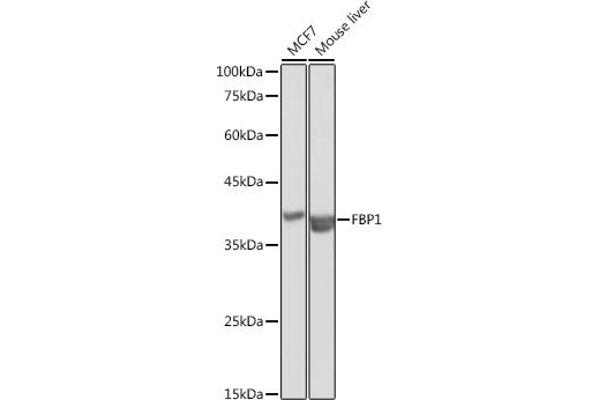FBP1 antibody  (AA 1-338)