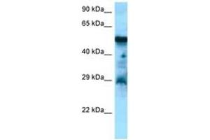 Image no. 1 for anti-Cholecystokinin B Receptor (CCKBR) (AA 277-326) antibody (ABIN6748392) (CCKBR antibody  (AA 277-326))