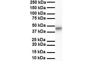 WB Suggested Anti-ENO3 antibody Titration: 1 ug/mL Sample Type: Human liver (ENO3 antibody  (N-Term))