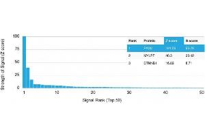 Analysis of Protein Array containing >19,000 full-length human proteins using PAX8 Mouse Monoclonal Antibody (PAX8/1492) Z- and S- Score: The Z-score represents the strength of a signal that a monoclonal antibody (MAb) (in combination with a fluorescently-tagged anti-IgG secondary antibody) produces when binding to a particular protein on the HuProtTM array. (PAX8 antibody  (AA 60-261))