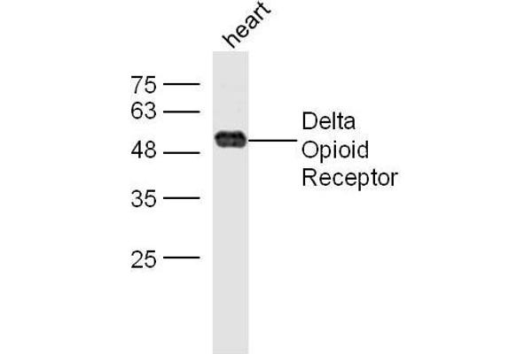 OPRD1 抗体  (AA 81-180)