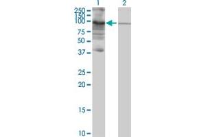 Western Blot analysis of PIWIL3 expression in transfected 293T cell line by PIWIL3 MaxPab polyclonal antibody. (PIWIL3 antibody  (AA 1-882))