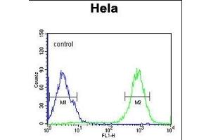SPT13 Antibody (Center) (ABIN651695 and ABIN2840364) flow cytometric analysis of Hela cells (right histogram) compared to a negative control cell (left histogram). (SPATA13 antibody  (AA 204-232))