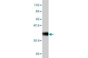Western Blot detection against Immunogen (36. (HTRA2 antibody  (AA 359-458))
