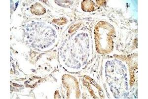 Human adrenal medullary tissue was stained by Rabbit Anti-Vasostatin (17-76)  (Human) Antibody (Vasostatin I (AA 17-76) antibody)