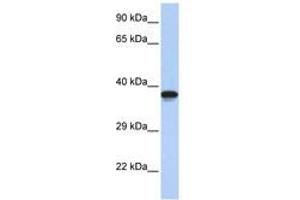 Image no. 1 for anti-DMRT-Like Family C2 (DMRTC2) (AA 72-121) antibody (ABIN6740463) (DMRTC2 antibody  (AA 72-121))