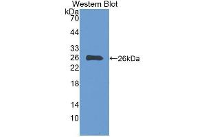 Western Blotting (WB) image for anti-Interleukin-27 subunit beta (IL-27b) (AA 21-229) antibody (ABIN1077997) (EBI3 antibody  (AA 21-229))
