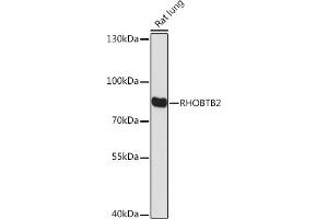 Western blot analysis of extracts of Rat lung, using RHOBTB2 Rabbit pAb (ABIN7269973) at 1:1000 dilution. (RHOBTB2 antibody)