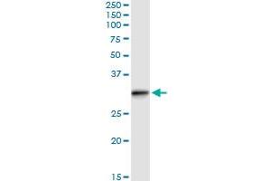 Immunoprecipitation of RABL2B transfected lysate using anti-RABL2B MaxPab rabbit polyclonal antibody and Protein A Magnetic Bead , and immunoblotted with RABL2B MaxPab mouse polyclonal antibody (B01) . (RABL2B antibody  (AA 1-229))