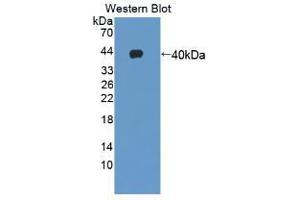 Western blot analysis of recombinant Human GHRH.