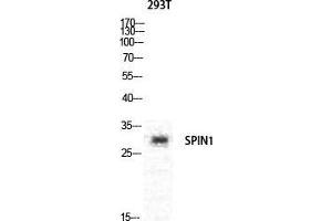 Western Blot (WB) analysis of specific cells using Spindlin-1 Polyclonal Antibody.