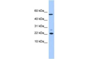 Western Blotting (WB) image for anti-DnaJ (Hsp40) Homolog, Subfamily C, Member 24 (DNAJC24) antibody (ABIN2463559) (DNAJC24 antibody)