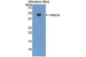 Western Blotting (WB) image for anti-Fibrillin 1 (FBN1) (AA 81-236) antibody (ABIN1173265) (Fibrillin 1 antibody  (AA 81-236))