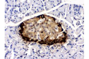 Anti- GLP1 Picoband antibody, IHC(P) IHC(P): Rat Pancreas Tissue (Glucagon antibody  (N-Term))