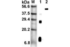 Western blot analysis using anti-RELM-α (mouse), mAb (MREL 127)  at 1:5'000 dilution. (RELM alpha antibody)