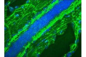 Image no. 1 for anti-Mitotic Cells antibody (ABIN959451) (Mitotic Cells antibody)